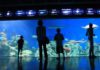 Los tiburones son una de las atracciones principales de Temaikèn.