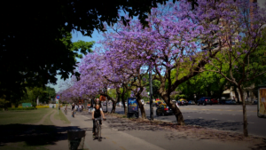 Jacarandá, árboles de Buenos Aires