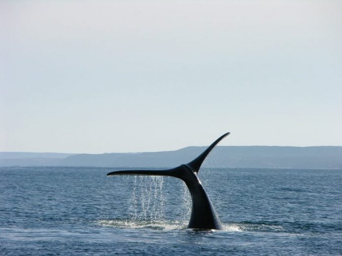Península Valdés, ballenas en Argentina