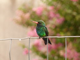 oiseaux colibri buenos aires