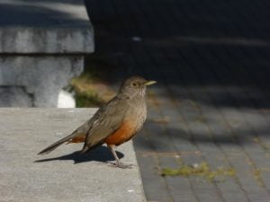 zorzal, pájaros de Buenos Aires