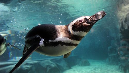 Pingüino de Magallanes Península Valdés argentina