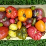 frutas y verduras orgánicas