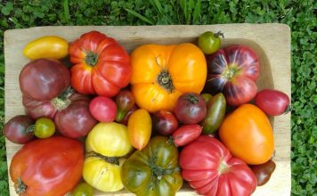 livraison fruits et légumes bio