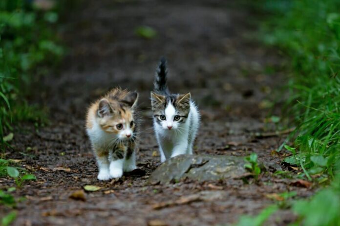 Dos gatitos caminando