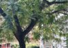 La place Güemes, l'épicentre de Villa Freud dans le quartier de Palermo, à Buenos Aires. Photo : Carolina Casanova